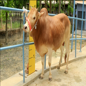 Male - Bull (ষাঁড়)